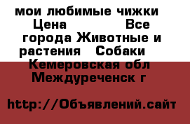 мои любимые чижки › Цена ­ 15 000 - Все города Животные и растения » Собаки   . Кемеровская обл.,Междуреченск г.